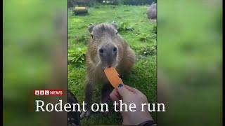 Escaped capybara (Cinnamon) 'probably living her best life' (1) (UK) 17/Sep/2024