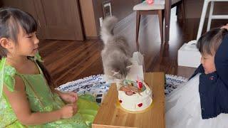 お誕生日会に参加する猫　ラガマフィン　サイベリアンA cat attending a birthday party. Ragamuffin.Siberian