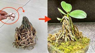 The Magical Revival Of The Withered Orchid Root Will Surprise You