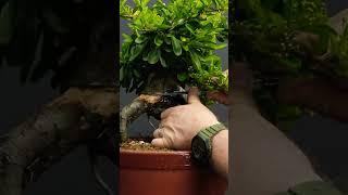 Mastering Pyracantha Bonsai Layering: Pro Tips Revealed #terryerasmusbonsai #bonsaiplants #firethorn