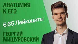 6.65. Виды лейкоцитов: нейтрофилы, моноциты и все другие | Анатомия к ЕГЭ | Георгий Мишуровский