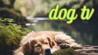 No Ads - 12 Hour Dog Calming Music