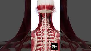 Human Body #anatomy #sportsmassage #ultraextremefit