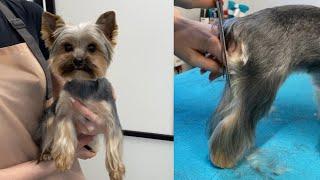 Challenging Yorkie to groom