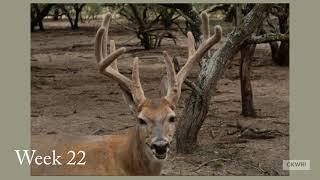 Antler Growth Over Time of 1 Buck in 2021