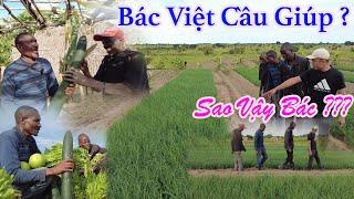 Công Giáp || Bất Ngờ Bác Việt Tới Cần Sự Giúp Đỡ ?? Bác Đứng Hình Trước Thành Quả Nông Trại 4 Bản ??