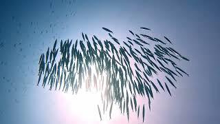 Amazing School of Young Barracuda