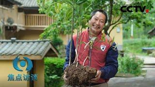 昔日“三无村”，今时“三甜村”，幸福都是奋斗出来的！ | CCTV「焦点访谈」20200823