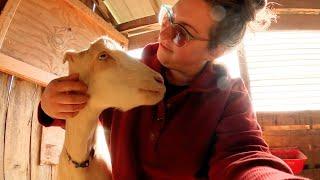 Results Are IN! (Making Some Changes) | Goat Disease Worries & Chat