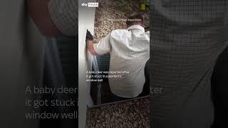 Moment baby deer is rescued
