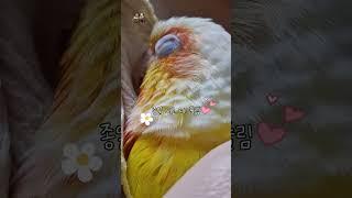 앵집사, 레이스 옷에 집착하는 이유?!