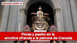 Emotiva Ofrenda Floral a la Patrona de Granada: Tradición y Pasión