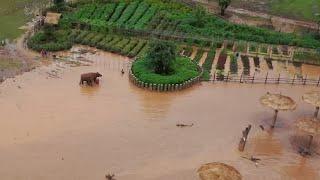 Widespread flooding at Elephant Nature Park