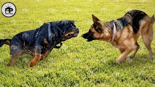 Rottweiler Dog vs German Shepherd Comparison: Who's Better?