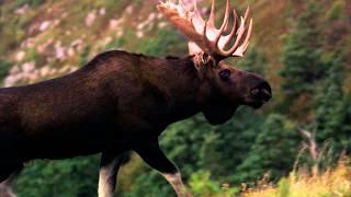 Land & Sea: Hunting moose with the Mi'kmaq