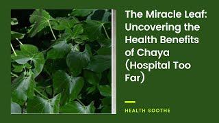 The Miracle Leaf: Uncovering the Health Benefits of Chaya (Hospital Too Far)