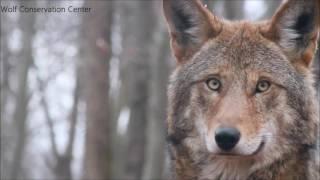 Extinction Isn't An Option. Save The Red Wolf.