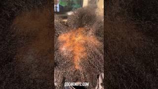 Hairloss treatment 🪄 cocaknotz.com #naturalhair #youtubeshorts #shorts