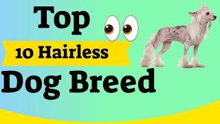 Top 10 Hairless Dog Breeds