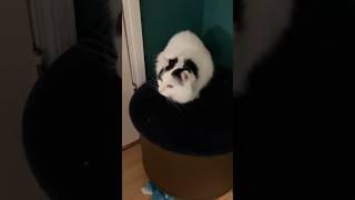 Hi  Hola  Namaste  Merhaba 🫶 Ciao  Bonjour #cat #cute #short #shortsfeed