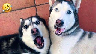 FUNNIEST Huskies | Normal dogs vs Huskies | 10 Minutes Best Videos | Part 35