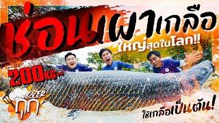 ช่อนเผาเกลือ 200 KG+ ใหญ่สุดในโลก! ใช้เกลือ 1 ตัน เผา 24 ช.ม.! รอบนี้จะสุกไหม!? [สาระตั้ม-Thumbntk]