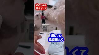 インコと犬の愛情物語🩷#オカメインコ#インコ#たまご保育園