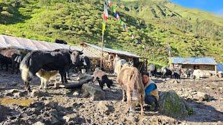 Peaceful and super chill life of Nepali yak herders in the Himalayas |Daily Routine of Yak Herdsmen