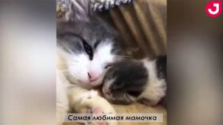 Подборка видео с животными 2018 от Joinfo: самые забавные и милые животные