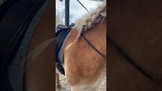 Paardendekjes tip Lemieux steelblue #pferd #haflinger #horse #penny