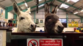 The Donkey Sanctuary