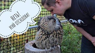 Egor broke into the owl Yoll's home with attempts to be her friend. And we have a hedgehog!