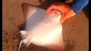 BAT RAYS and STINGRAY Fishing in SoCal