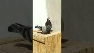 Pigeon romance and kissing || how male pigeon matting with female pigeon