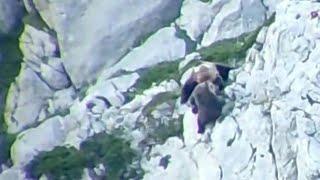 Mother bear and cub separated in Spain after male attack and dramatic fall | AFP