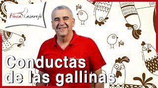 Comportamientos curiosos de las gallinas