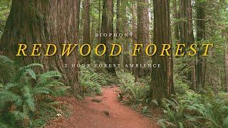 Redwood Forest Soundscape | 4K virtual forest walk | relaxing nature sounds | background ambience |