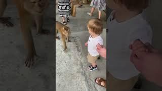 Тайские обезьянки #дети #обезьяна #тайланд #отпуск