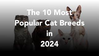 The 10 Most Popular Cat Breeds in 2024