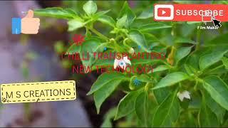 Chilli transplanting new technology