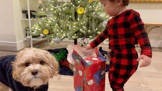 Puppy and Baby's Heartwarming Christmas Present Reactions!