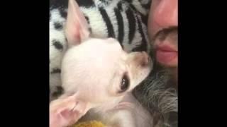 Smallest chihuahua ever sleeping with dad  (GET OUTSIDE OHIO)