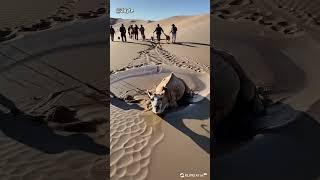 Camel Rescued from Quicksand in Desert by Brave Villagers