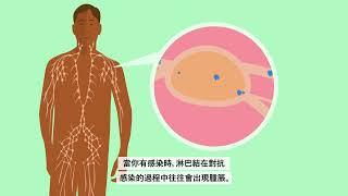 What is cancer? (Chinese Traditional) | 甚麼是癌症？繁體中文| Macmillan Cancer Support