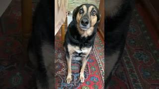 Люся самодостаточная женщина  #собака #собаки #моясобака #люся
