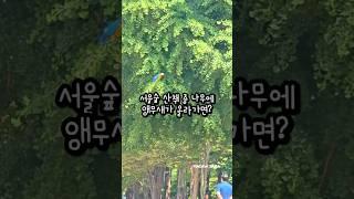 서울숲 산책 중 나무에 올라간 앵무새