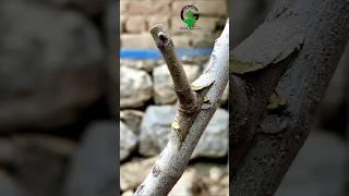 Fig tree grafting technique best video #shorts #bonsai #satisfying #fyp