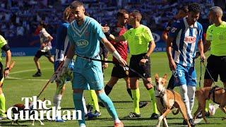 Espanyol football players line up before game with rescue dogs instead of mascots