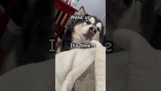 Wake up #dogparent #funnyvideo #talkingdog #dogvideos #huskylife