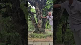 Nhập đội luôn | Gã Đầu Bạc - Vua Tùng